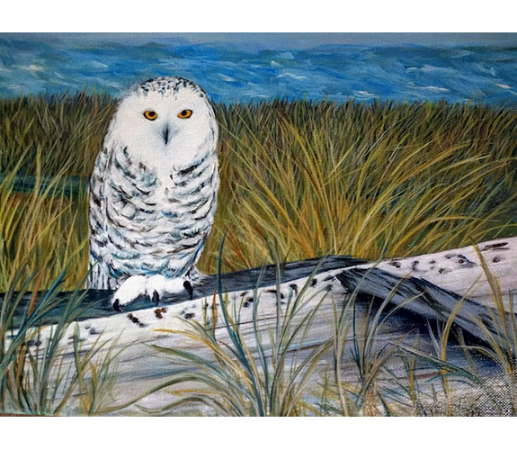 "Snowy Owl at the Coast" by Mimi Williams